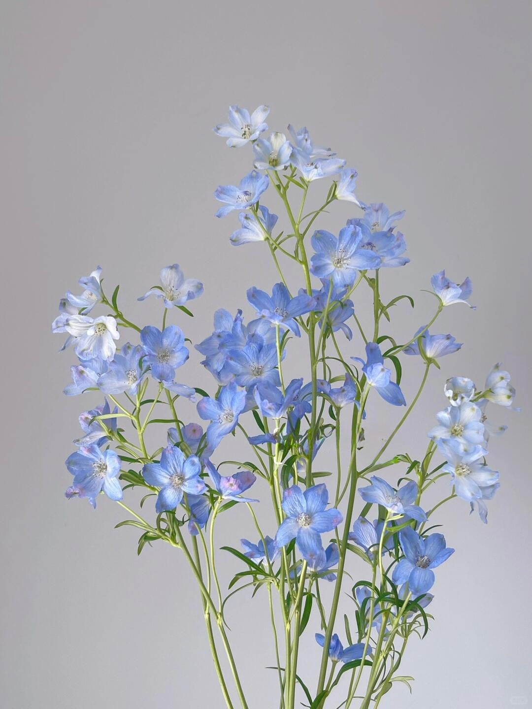 Delphinium Mini 小飞燕|1 Bundle
