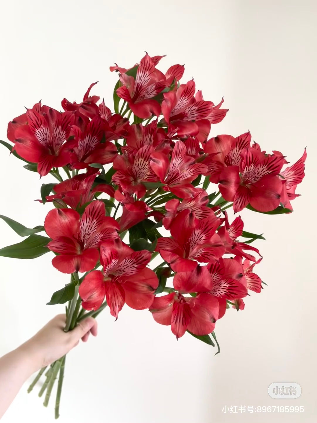 Peruvian Lily 水仙百合|10 Stalks