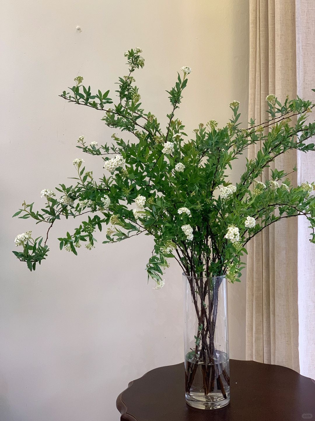 Bridal Wreath 小手球|1 Bundle