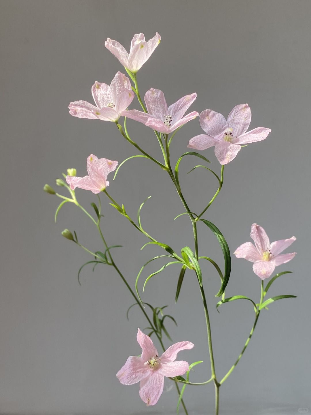 Delphinium Mini 小飞燕|1 Bundle