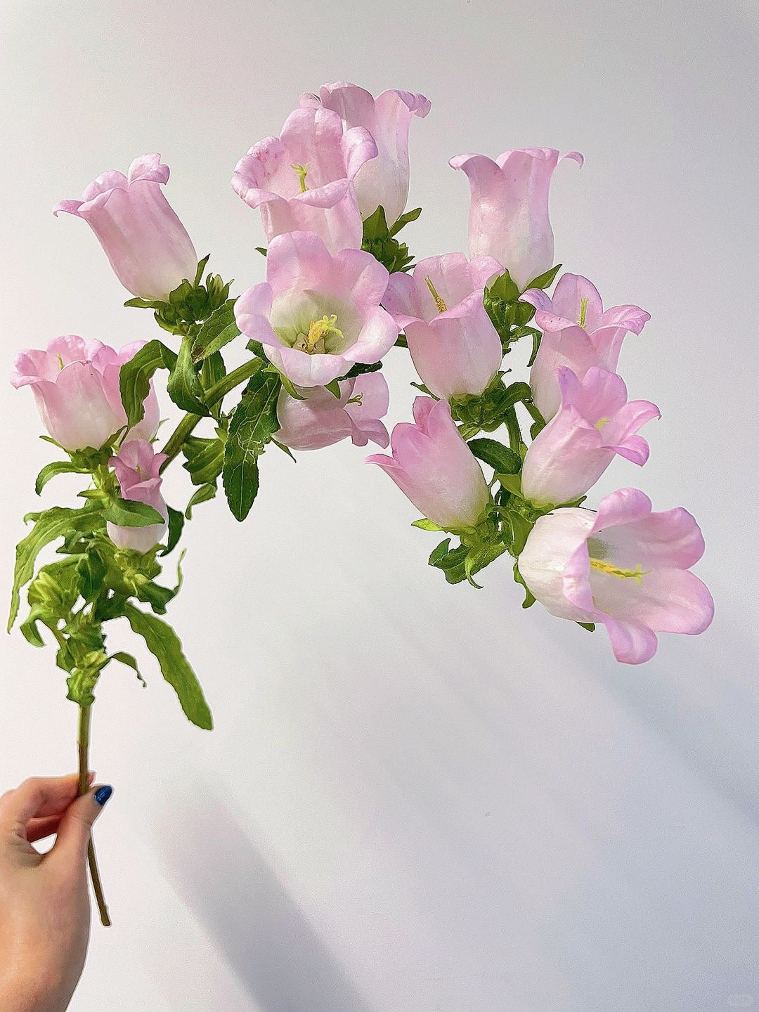 Campanula Medium 风铃花|10 Stalks