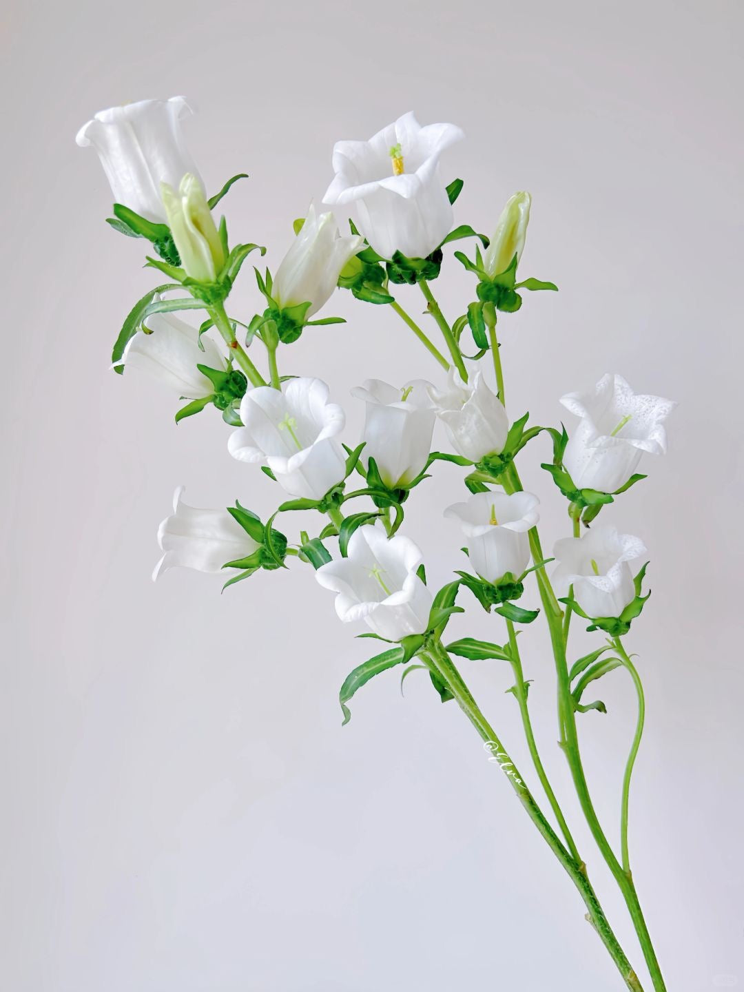 Campanula Medium 风铃花|10 Stalks
