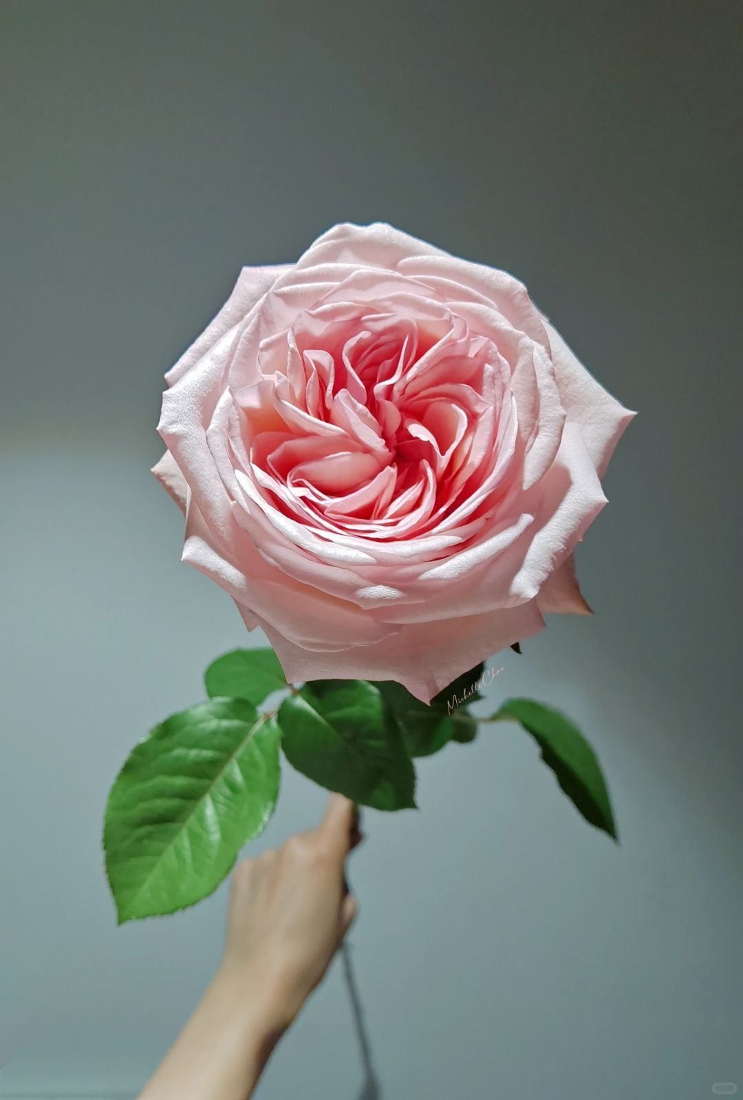 Pink O'Hara 粉荔枝｜Rose ｜ 20 Stalks [CN] – FLOWERSCENT