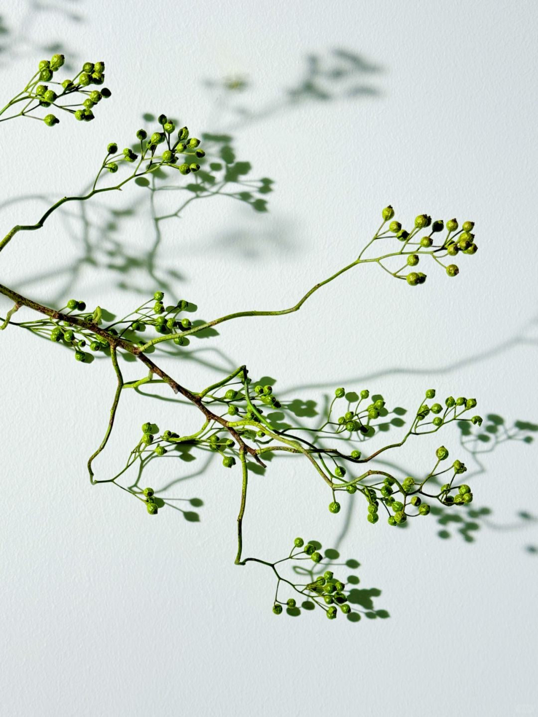Rosa Multiflora Nobara Green 山归来|Japan