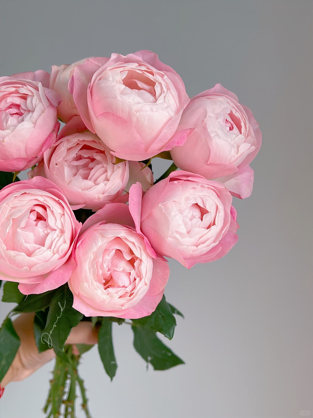 草莓杏仁饼|Spray Rose|10 Stalks