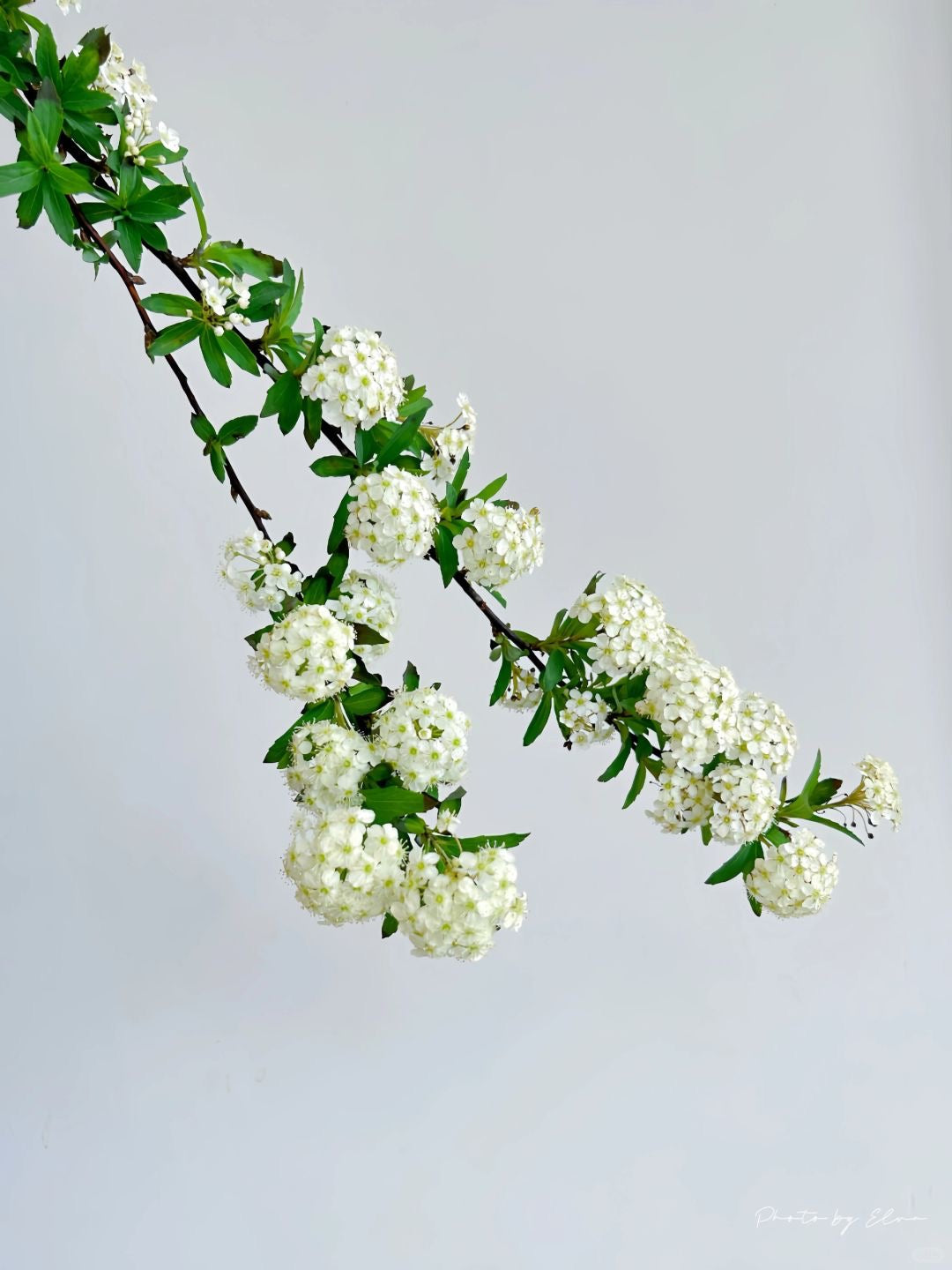 Bridal Wreath 小手球|1 Bundle