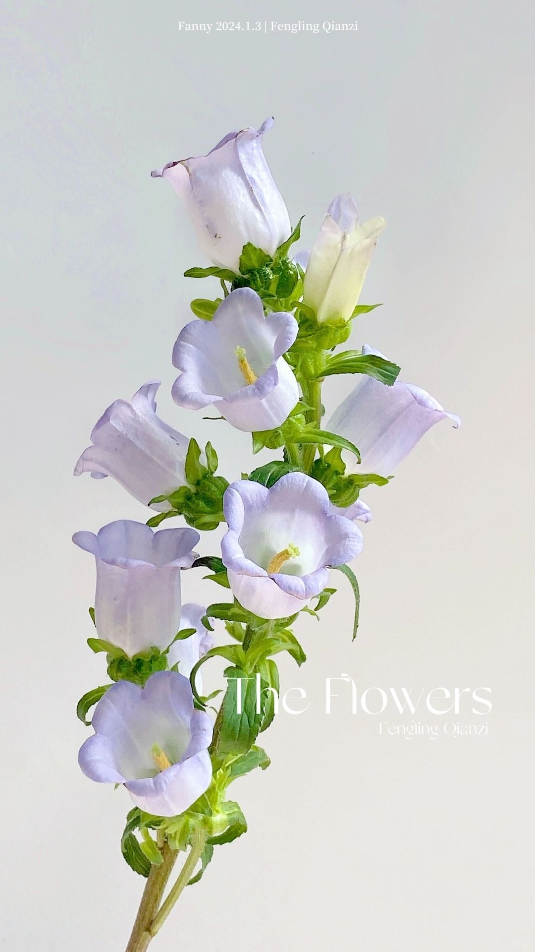 Campanula Medium 风铃花|10 Stalks