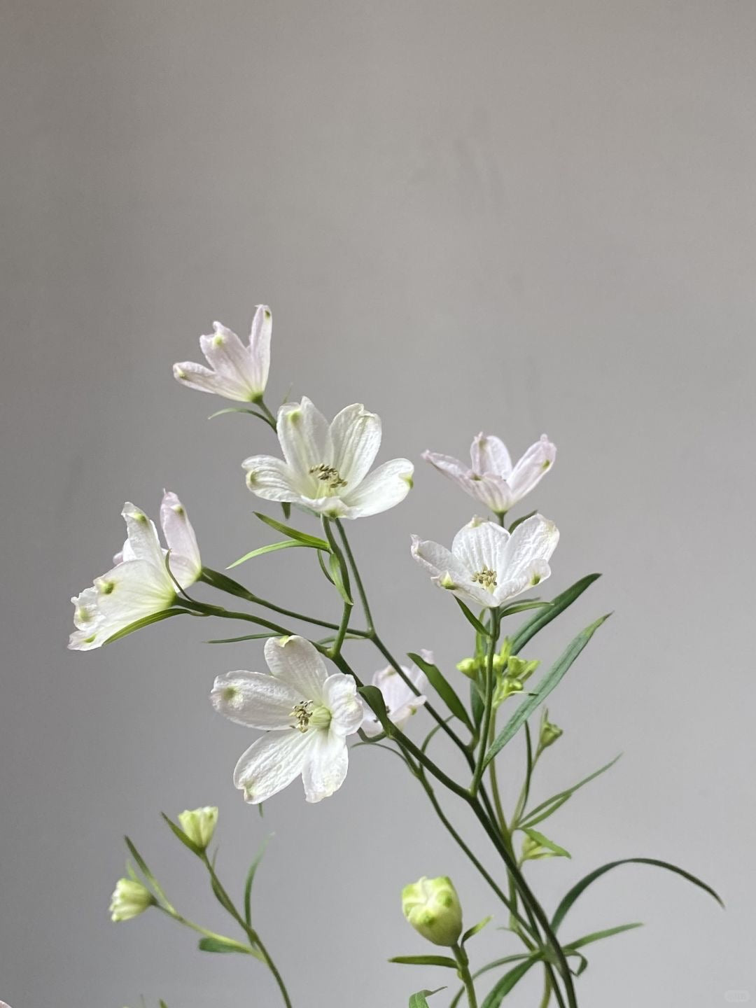 Delphinium Mini 小飞燕|1 Bundle