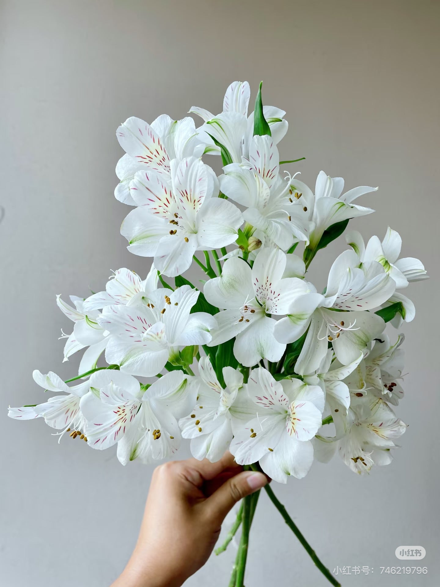 Peruvian Lily 水仙百合|10 Stalks