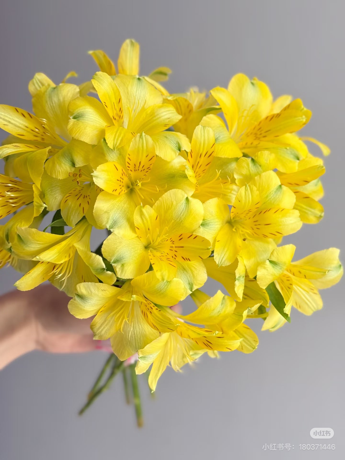 Peruvian Lily 水仙百合|10 Stalks