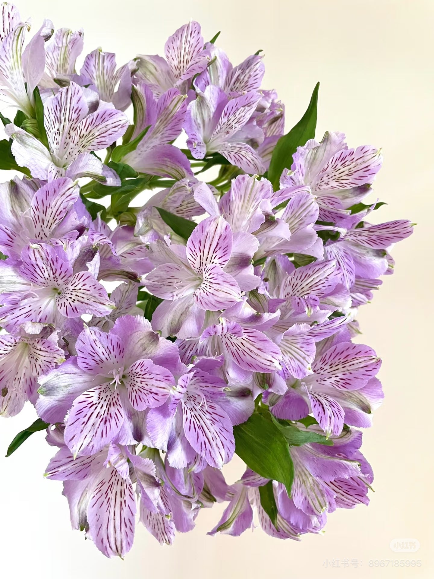 Peruvian Lily 水仙百合|10 Stalks