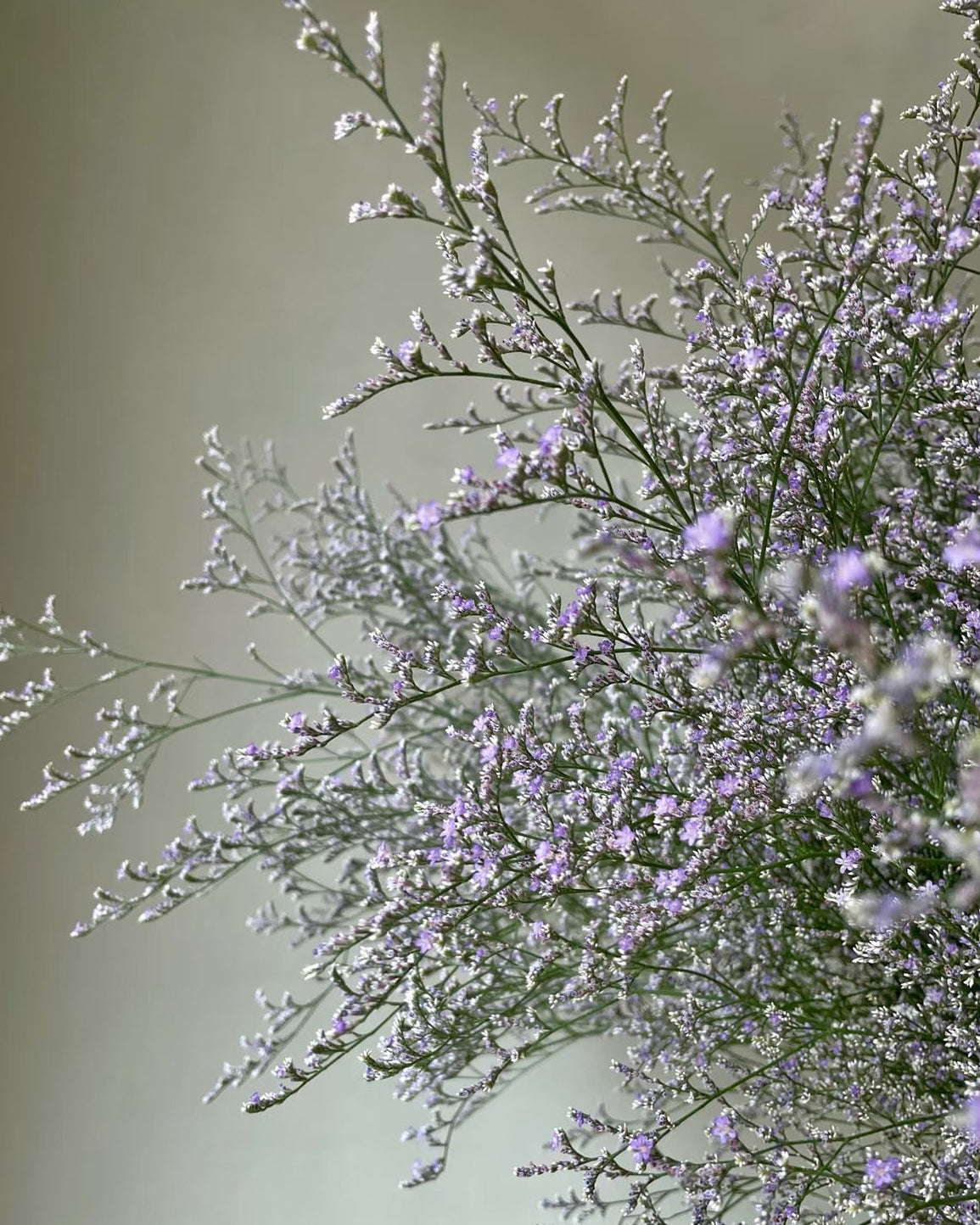 Limonium 情人草|1 Bundle