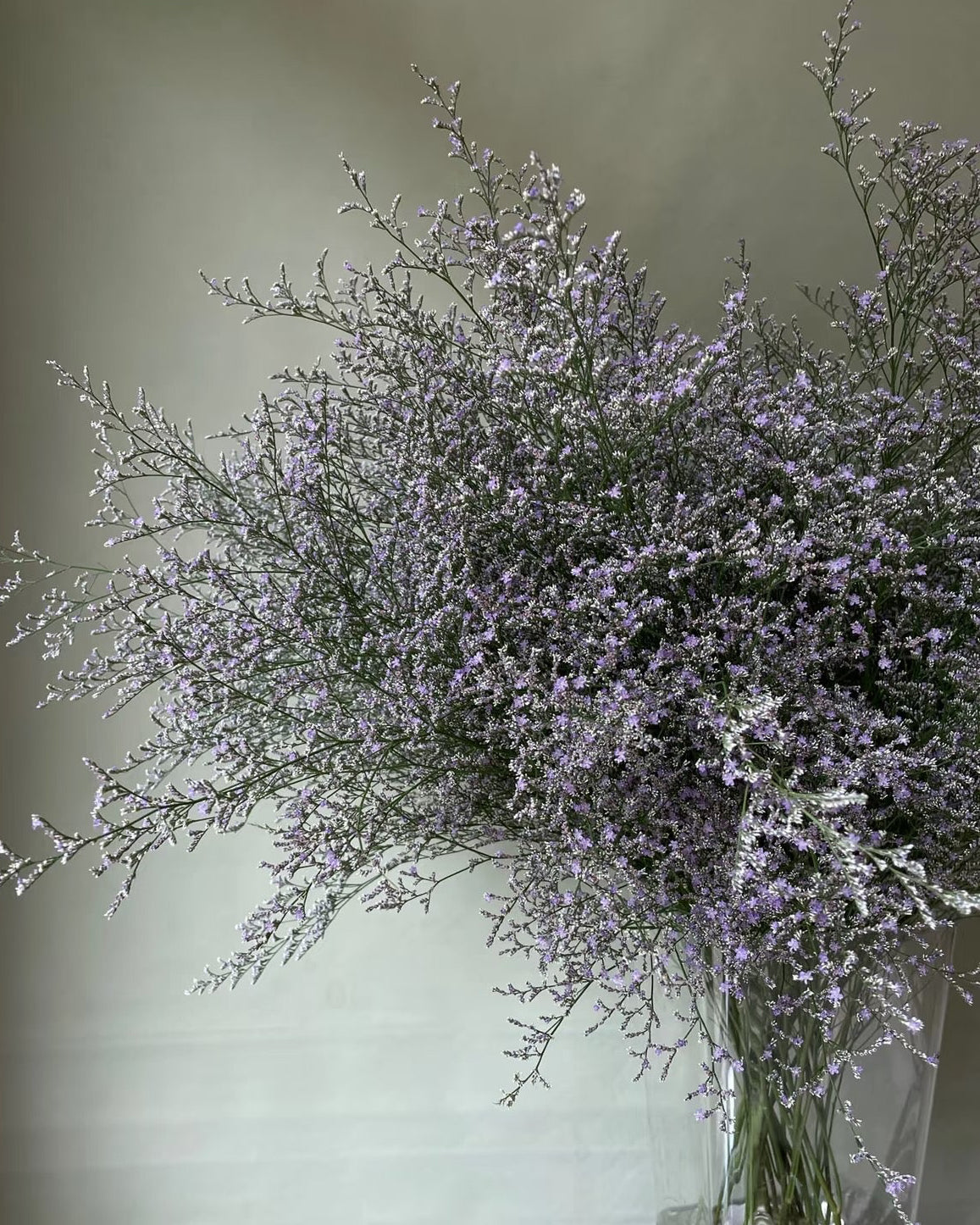 Limonium 情人草|1 Bundle