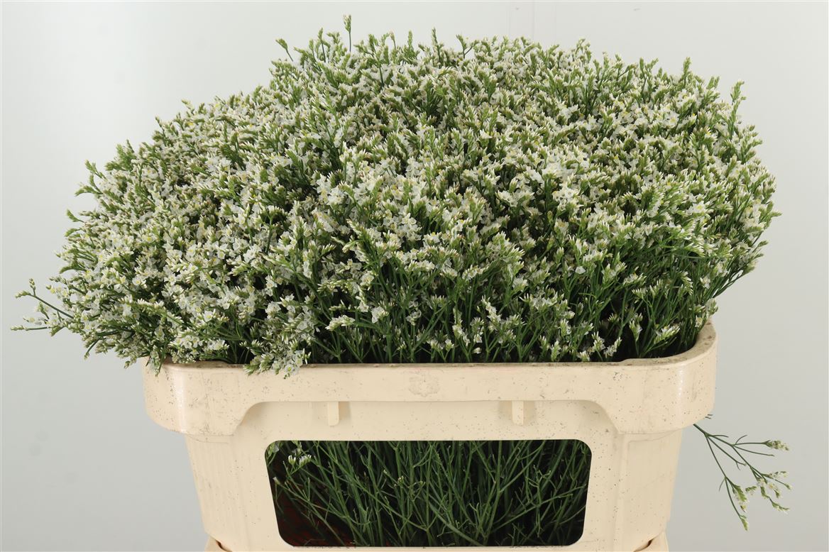 Limonium 水晶草|1 Bundle