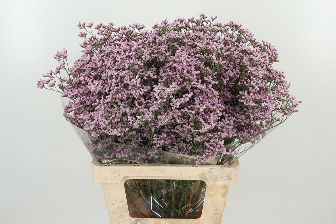 Limonium 水晶草|1 Bundle
