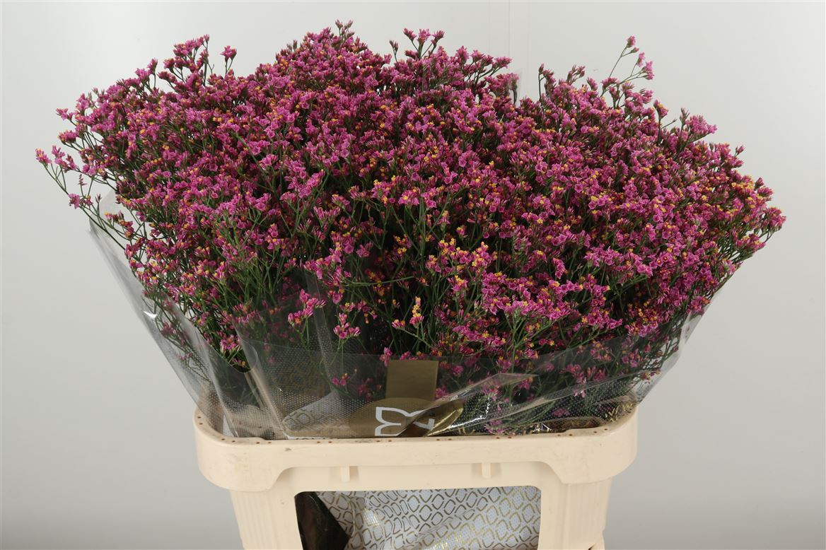 Limonium 水晶草|1 Bundle