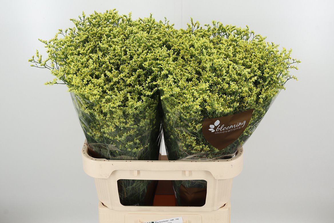 Limonium 水晶草|1 Bundle