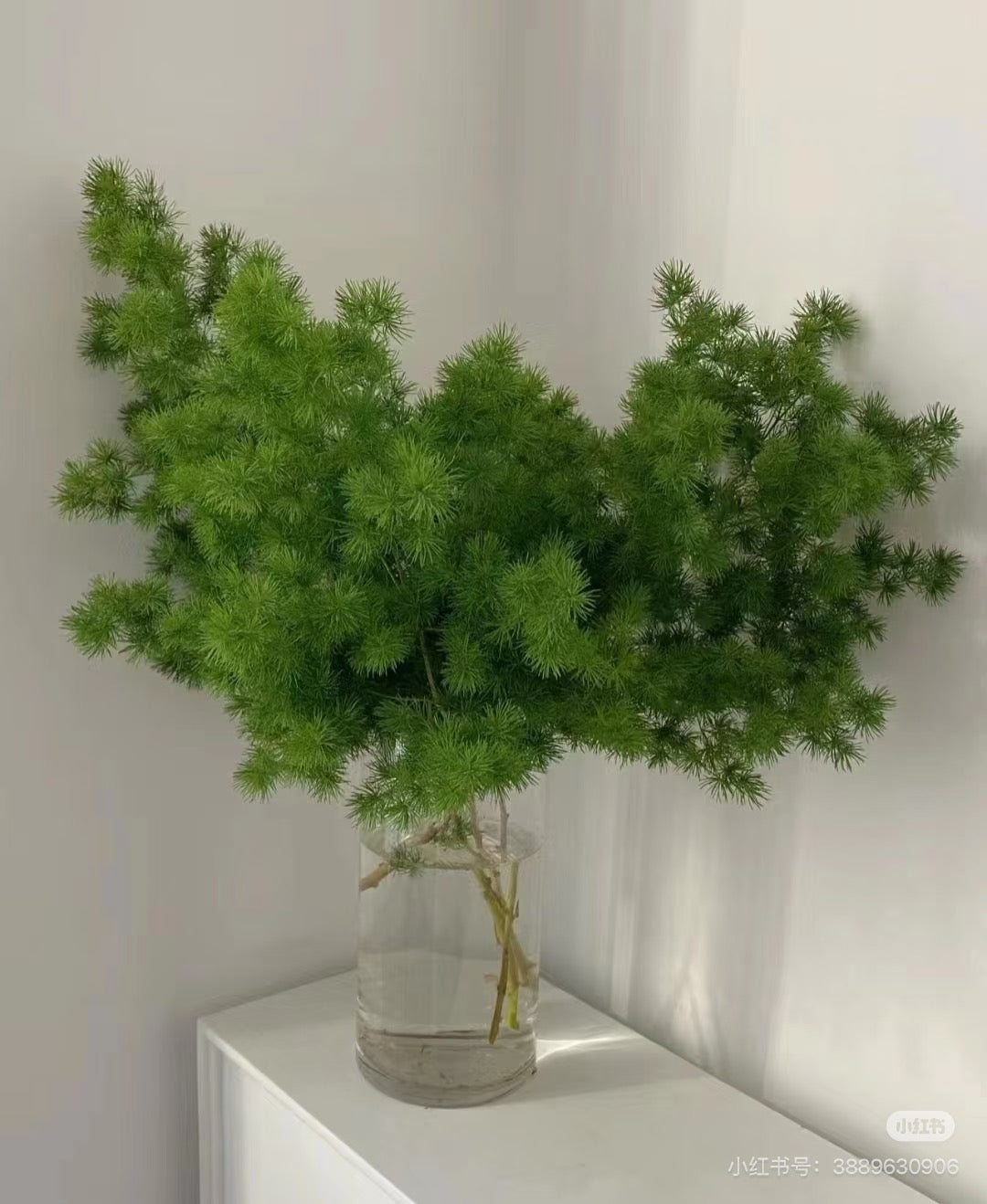 Ming Fern 蓬莱松|1 Bundle