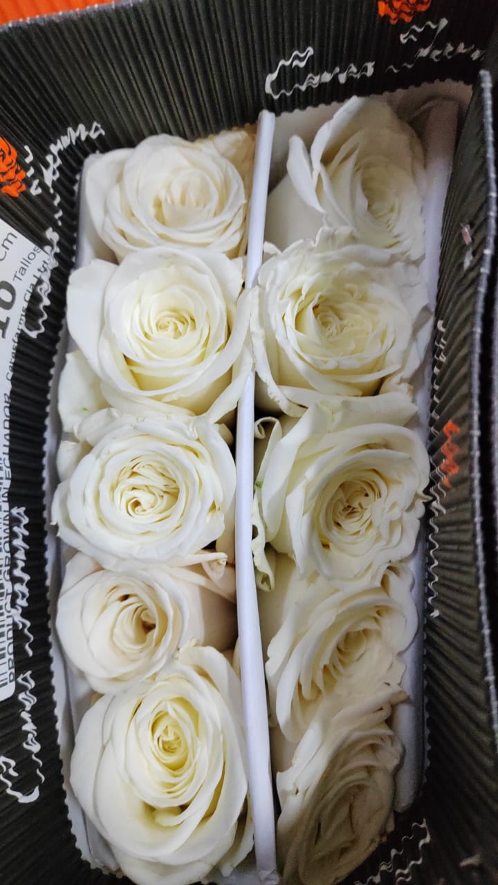 Ecuador Rose|Playa Blanca|10 Stalks (Pre-order)