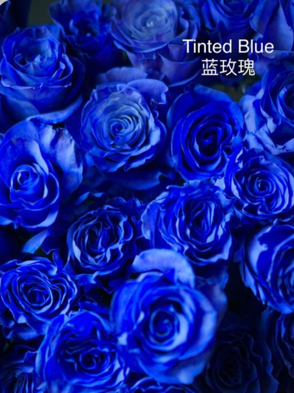 1 Rose Bouquet (Ecuador Rose)