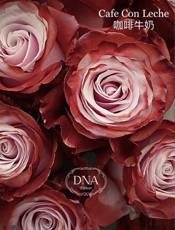 1 Rose Bouquet (Ecuador Rose)