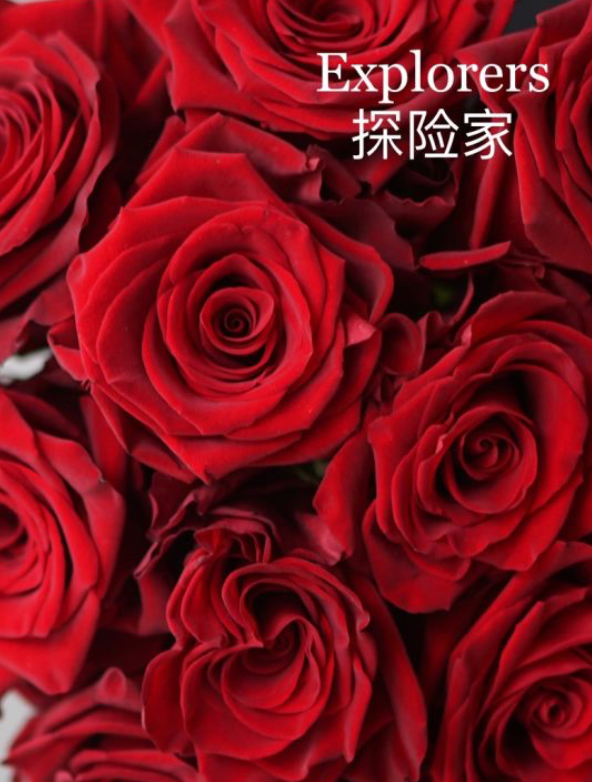 1 Rose Bouquet (Ecuador Rose)