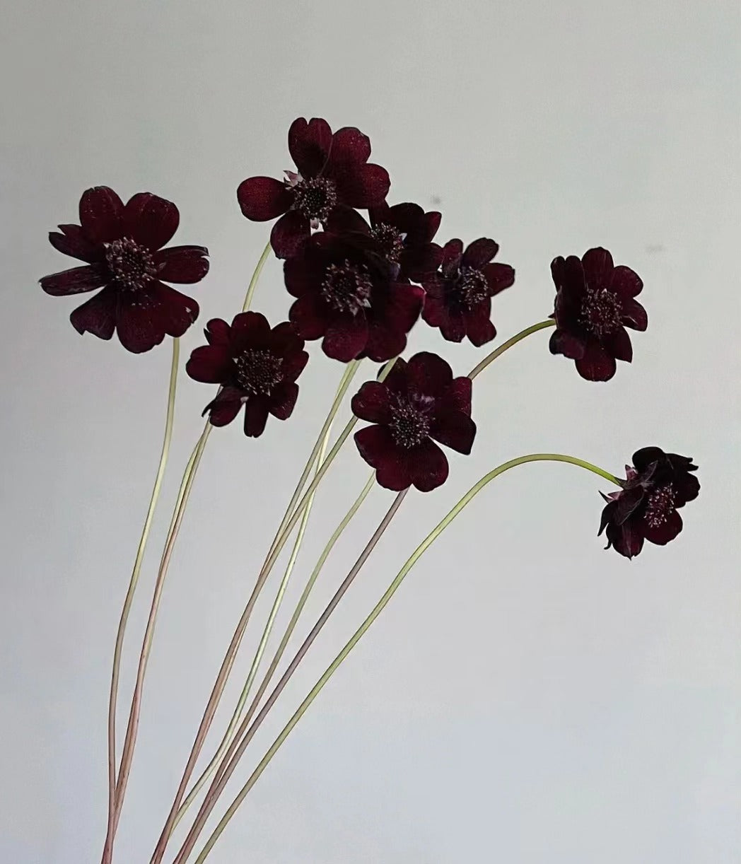 Chocolate Cosmos|1 Bundle