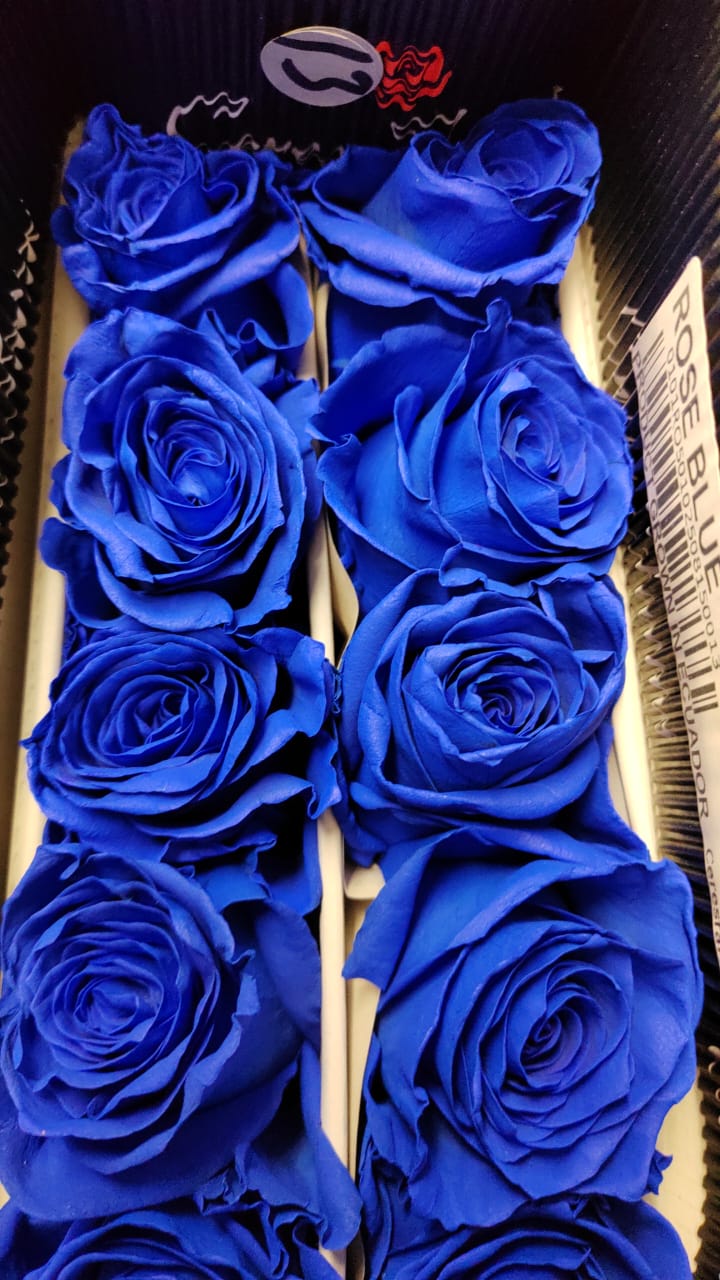 Ecuador Rose(Dyed)|Blue|10 Stalks (Pre-order)