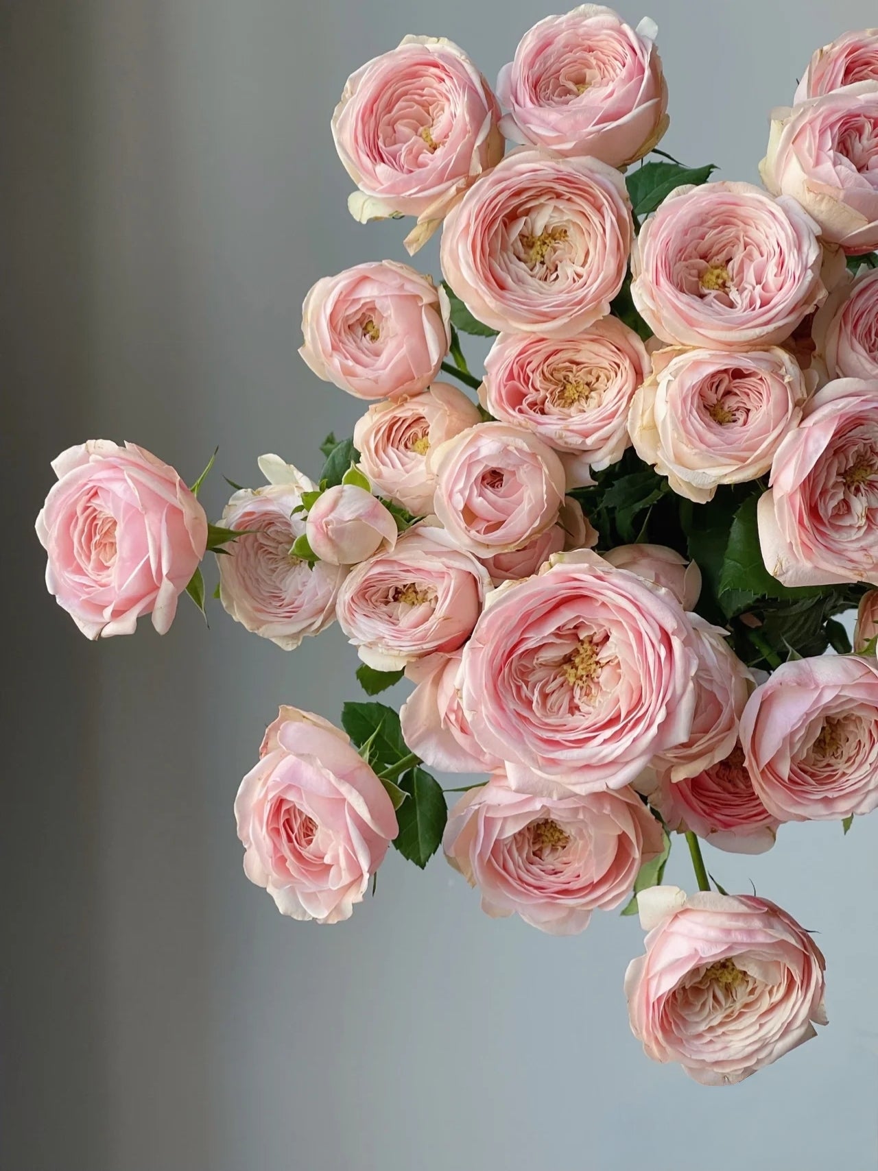 Kupi 酷皮|Spray Rose|10 Stalks (Preorder)