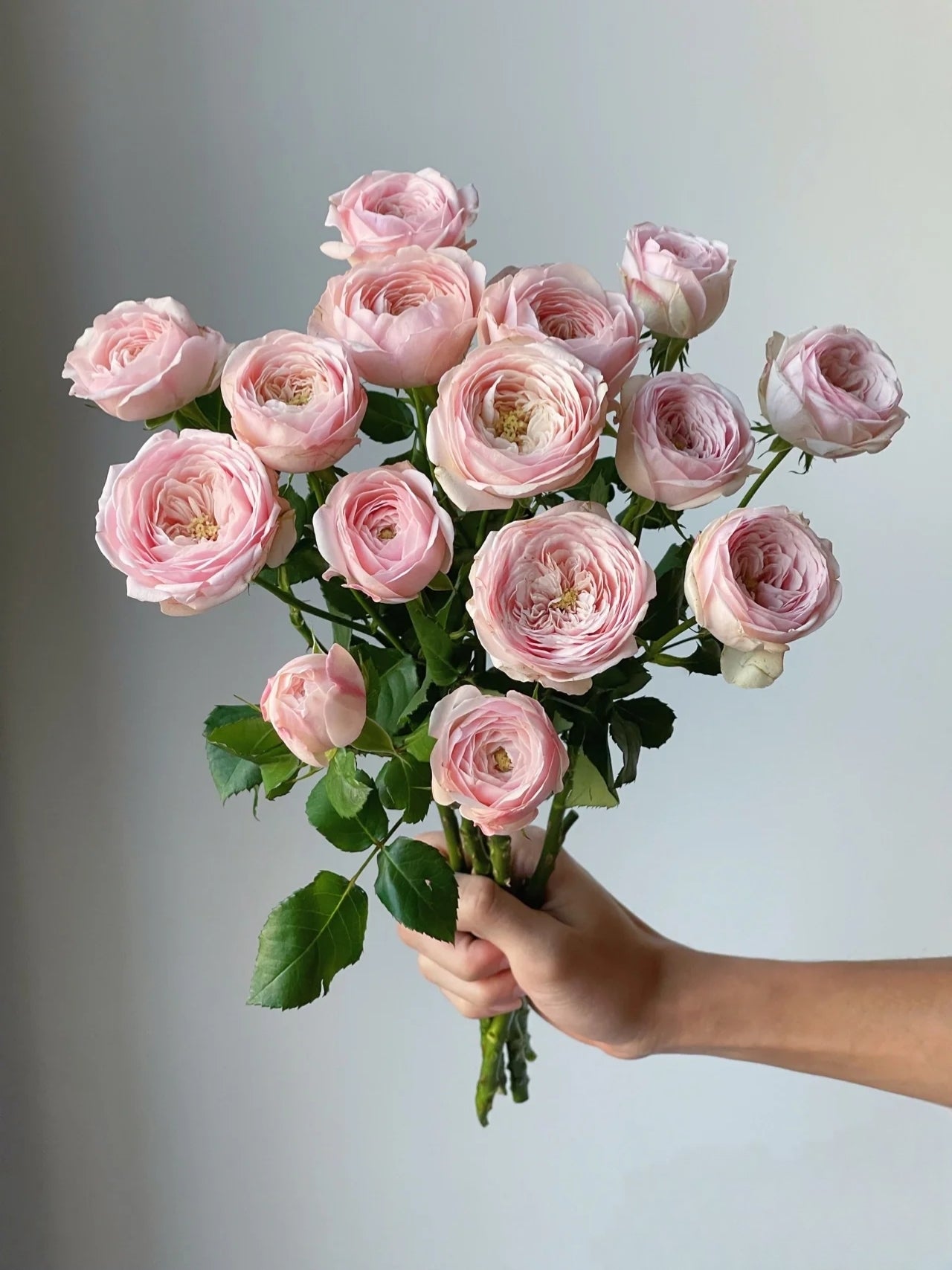 Kupi 酷皮|Spray Rose|10 Stalks (Preorder)