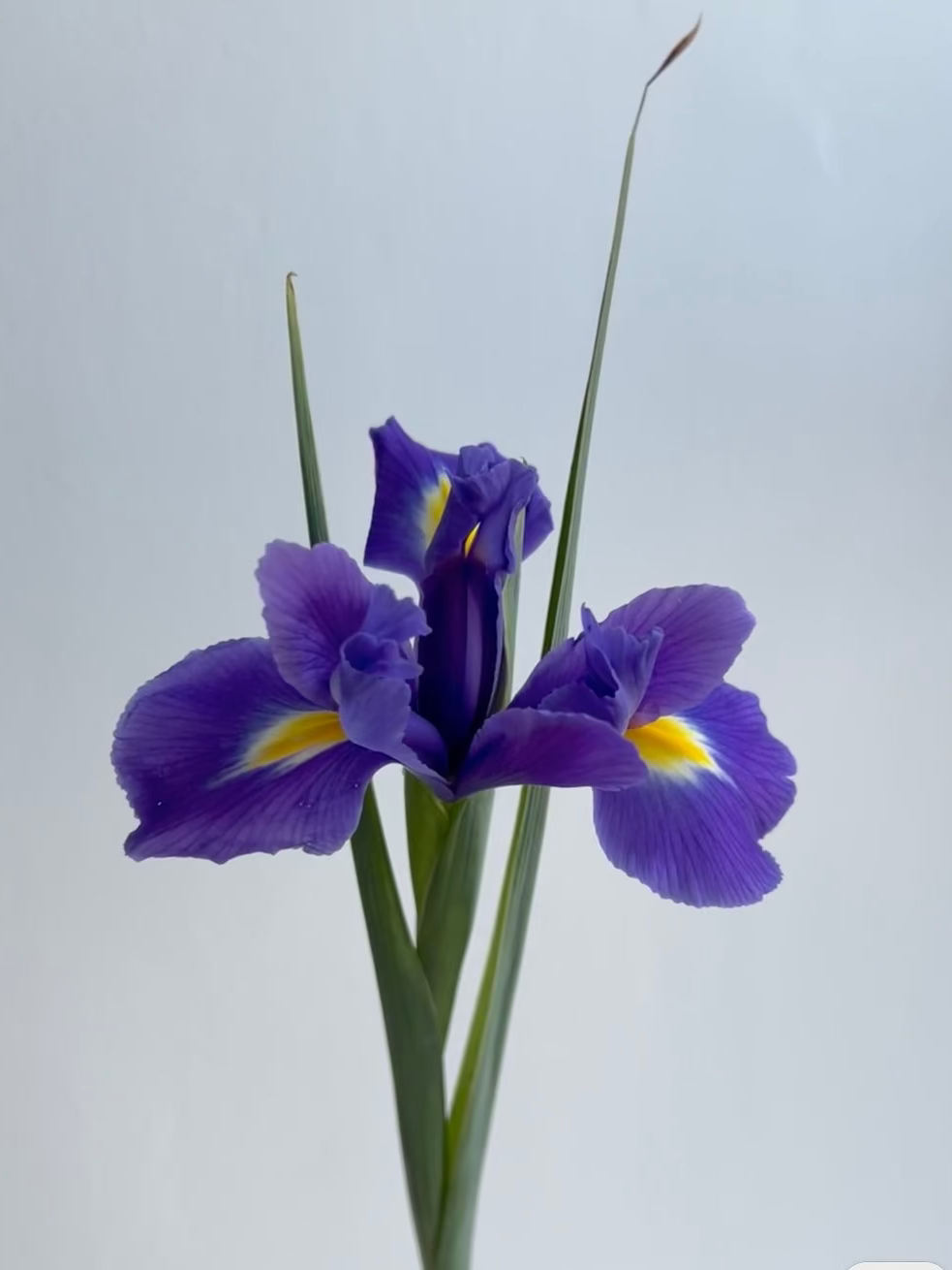 Iris 鸢尾