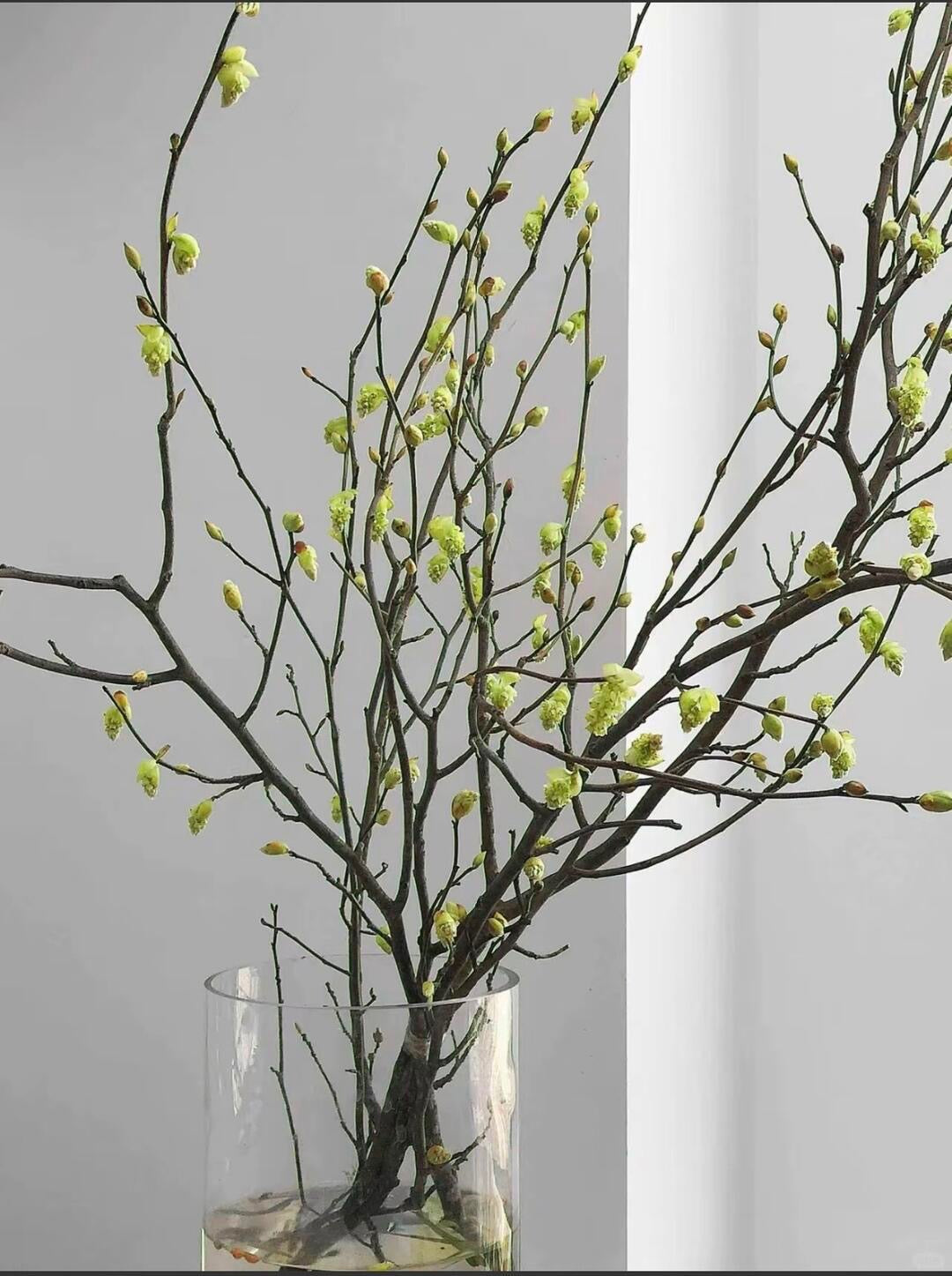 Flowering Branch