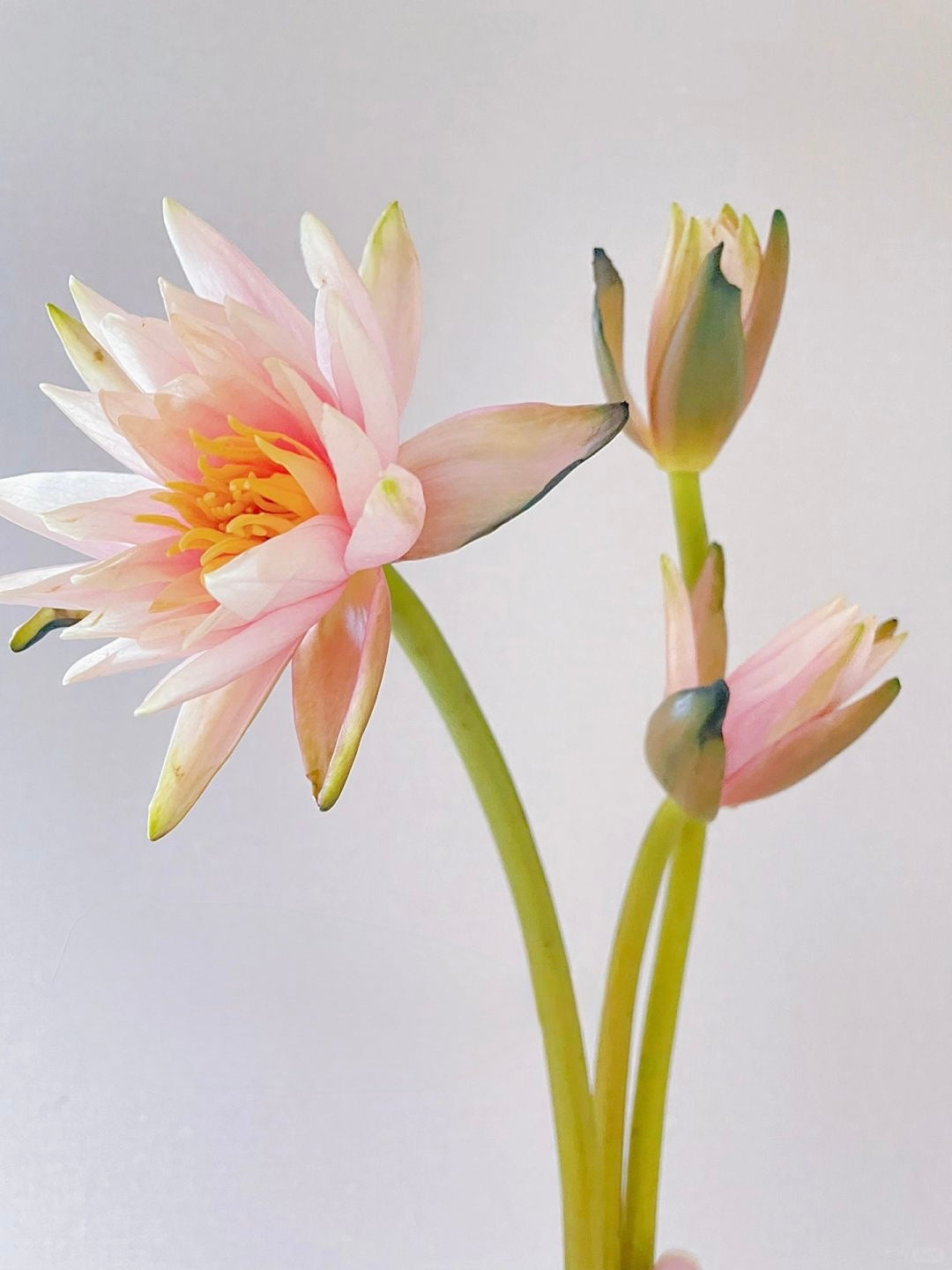 Nymphaea 睡莲