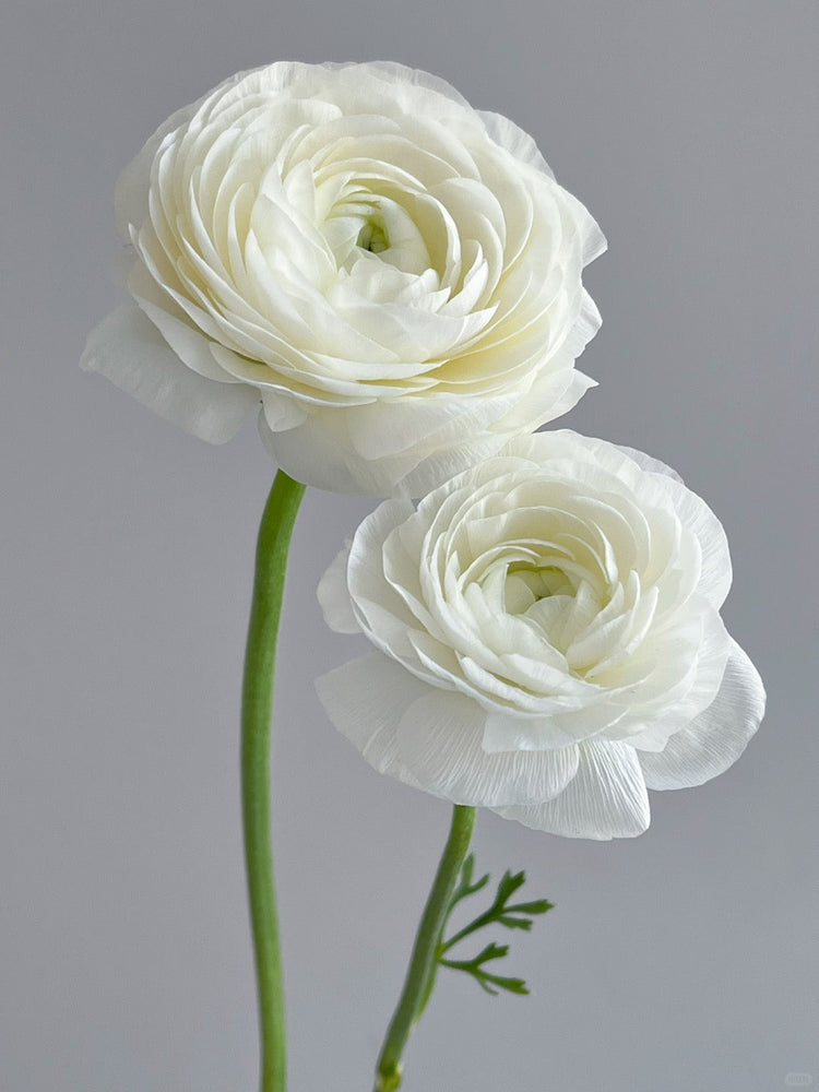 Ranunculus 洋牡丹