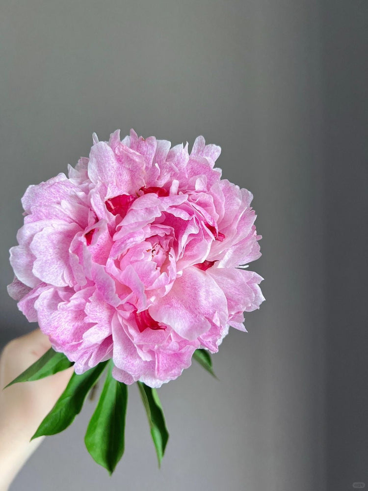 Peony 芍药