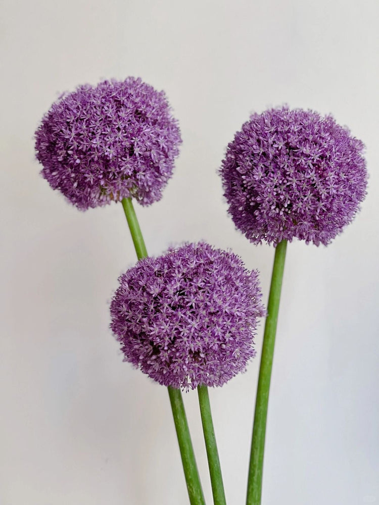 Allium 葱花