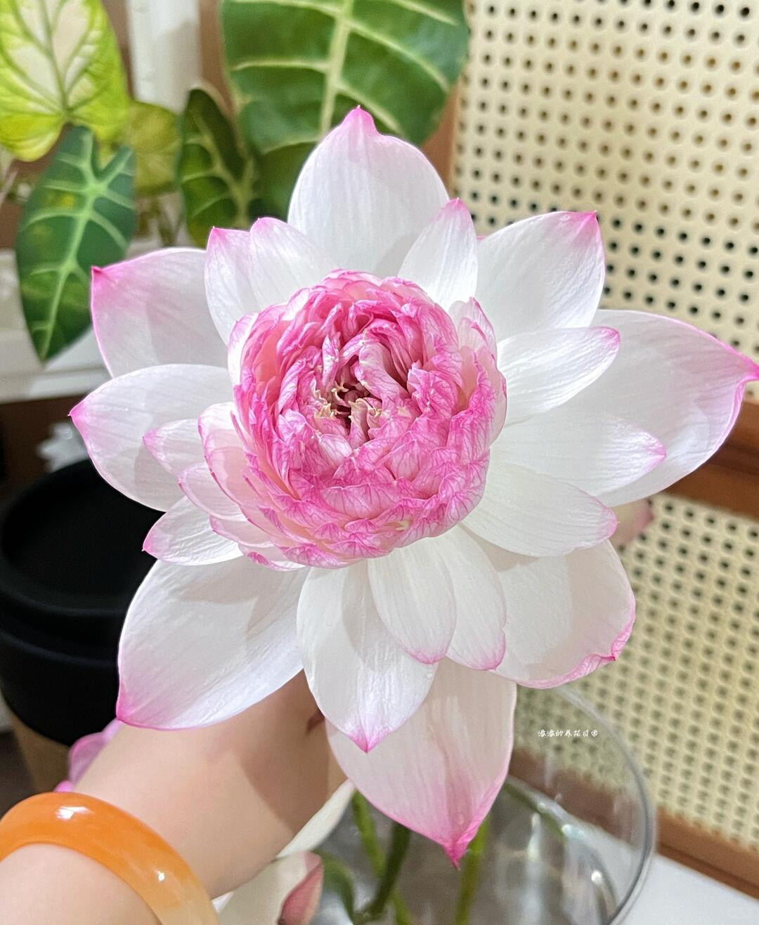 Lotus 荷花