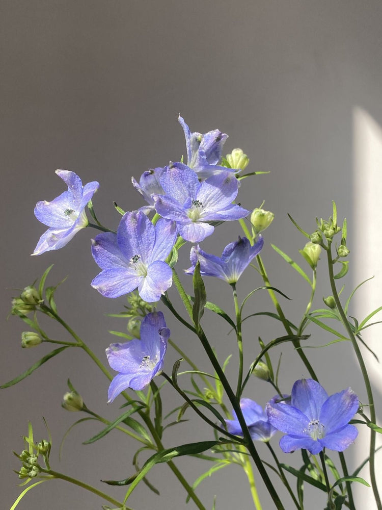 Delphinium Mini 小飞燕
