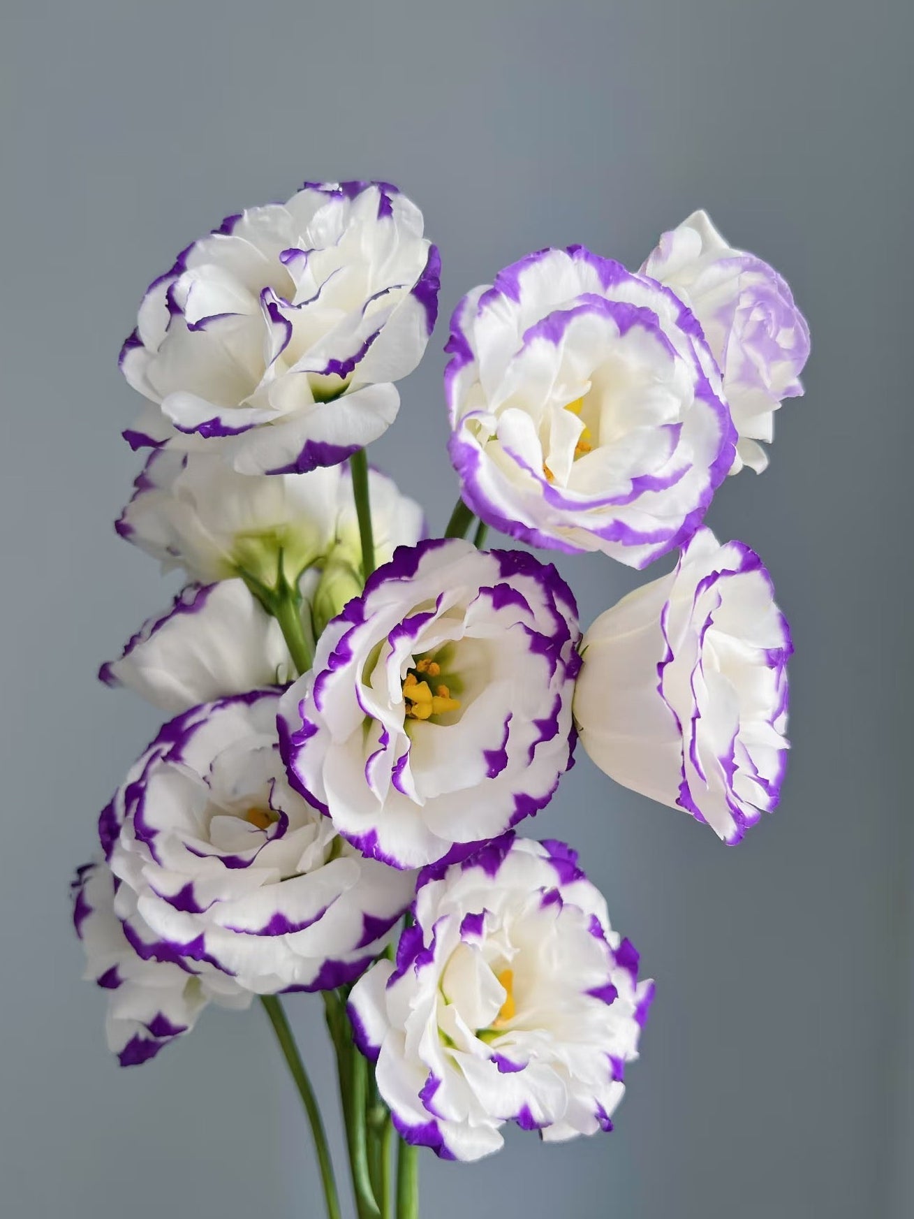 Eustoma