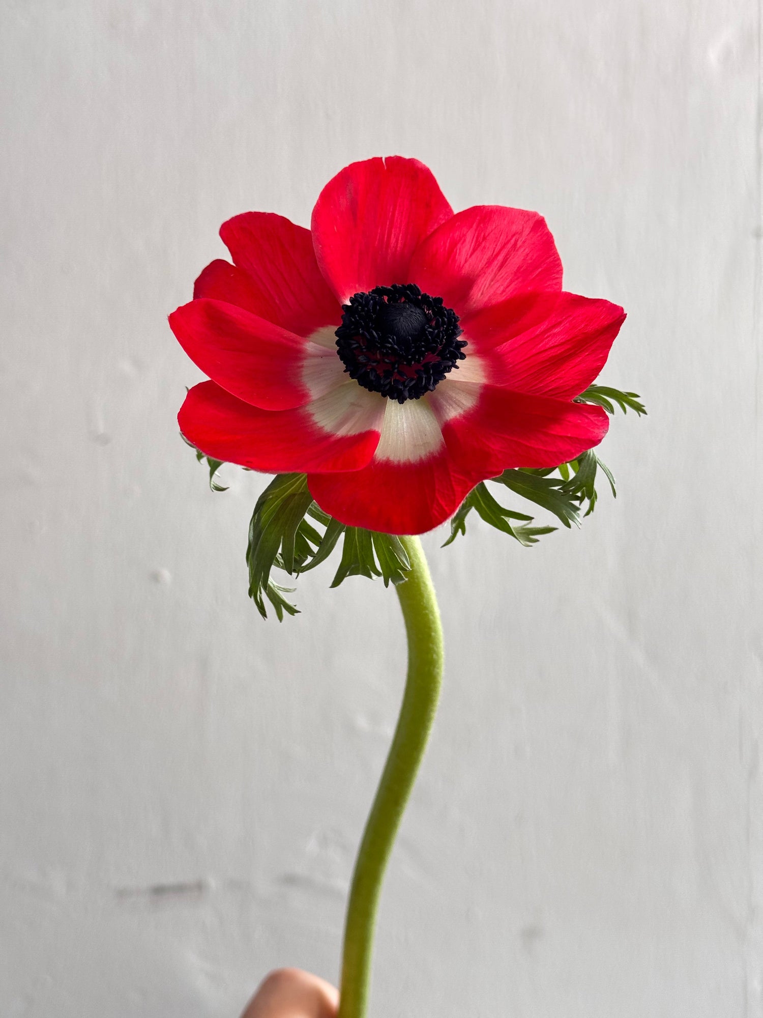 Anemone