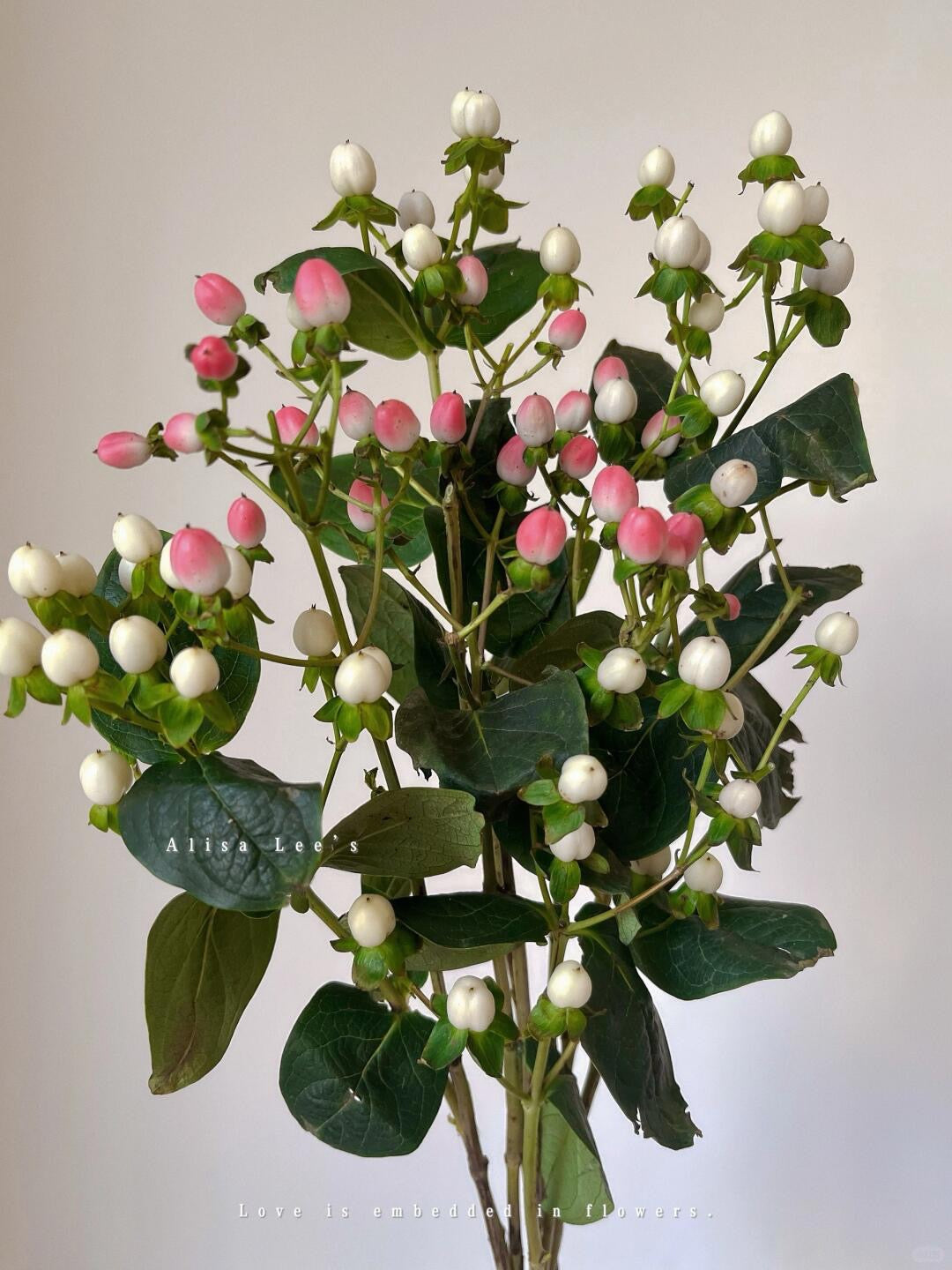 Hypericum