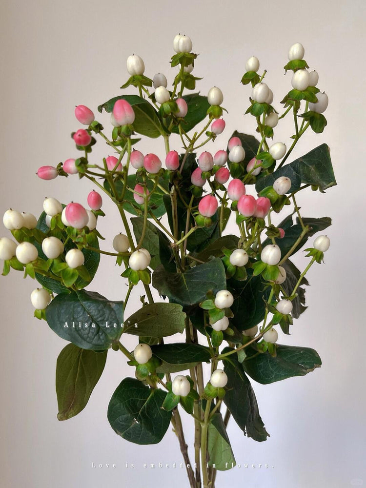 Hypericum