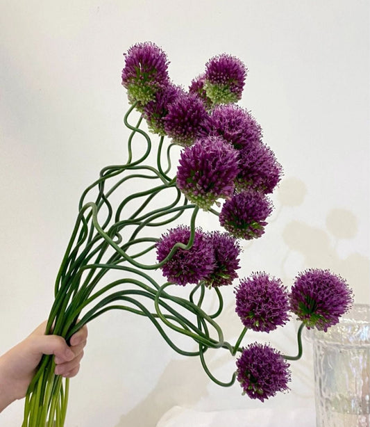 Allium Odoru Tancho 弯葱｜10 Stalks ｜Japan