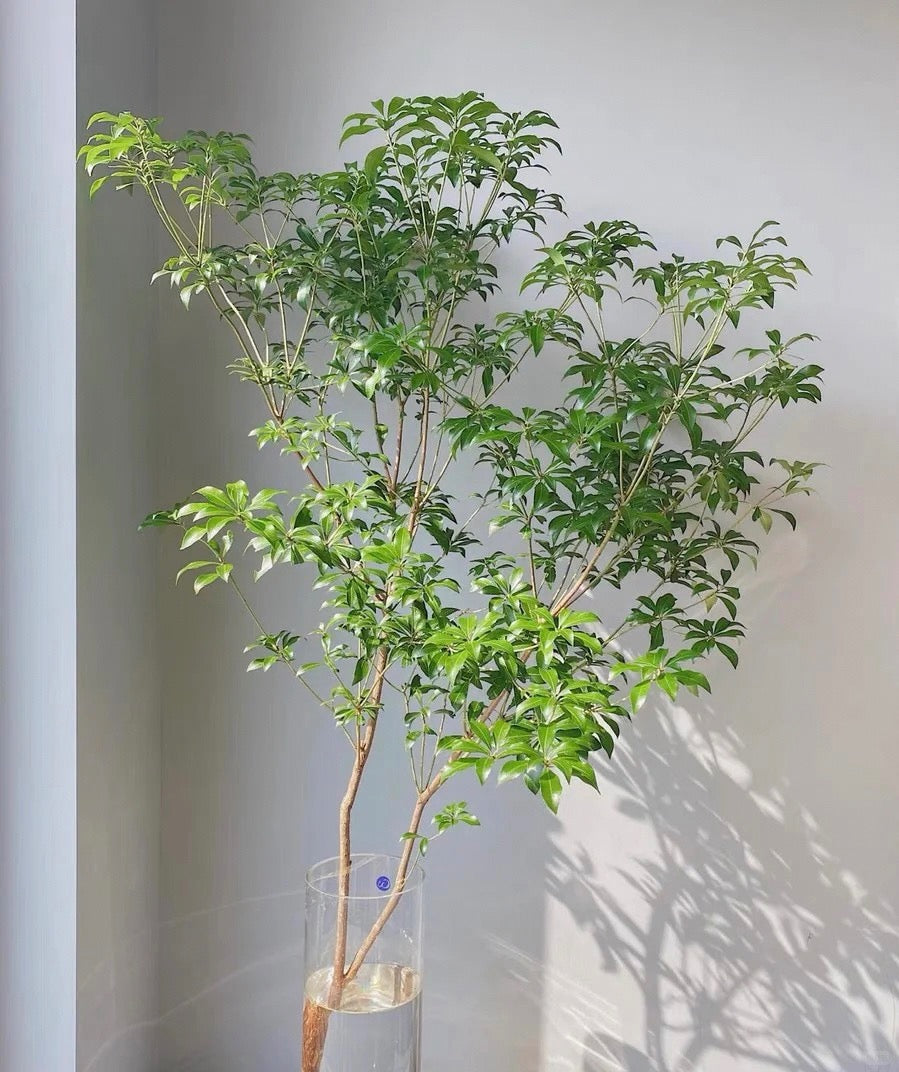 Pieris Japonica 马醉木｜Japan