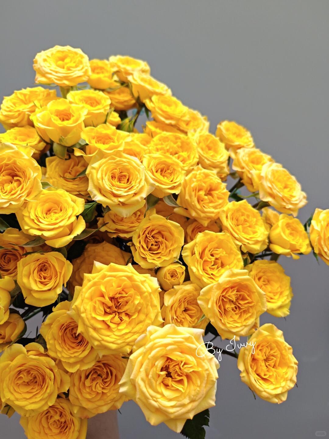 Yellow 梦幻芭比 ｜Spray Rose｜10 Stalks [CN]