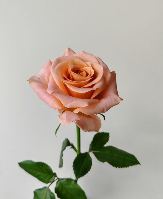 Shimmer 微光｜Rose｜20 Stalks [CN]