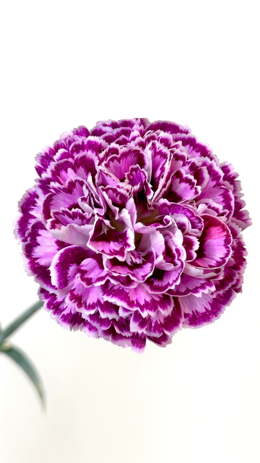 芙蕾雅｜Carnation｜20 Stalks [CN]