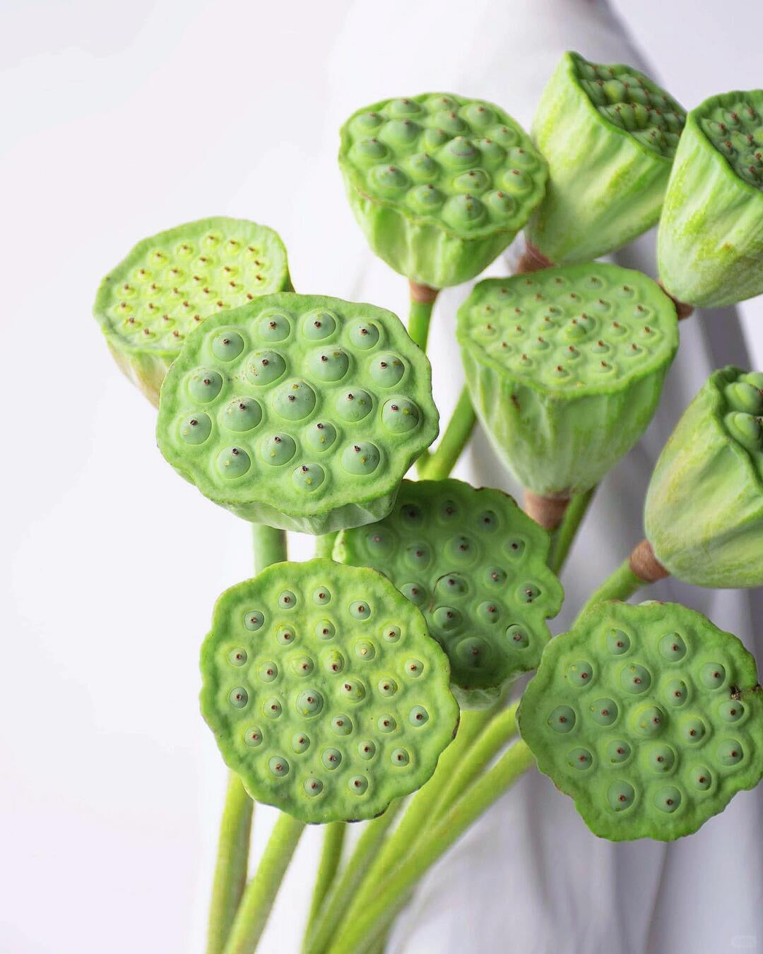 Lotus Seedpod 莲蓬｜5 Stalks [CN]