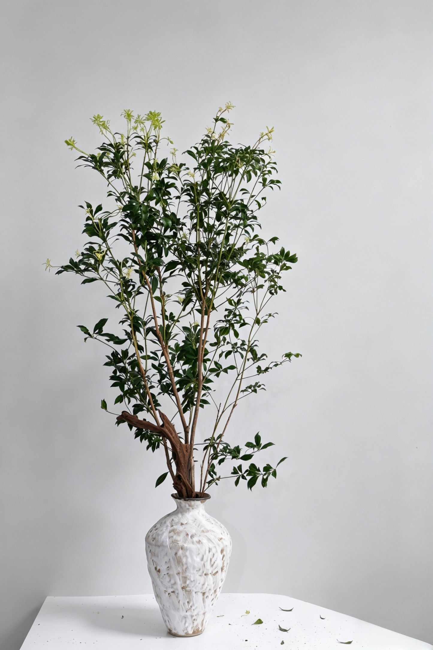 Pieris Japonica 马醉木｜120-130cm （1/2 Stems）｜Japan