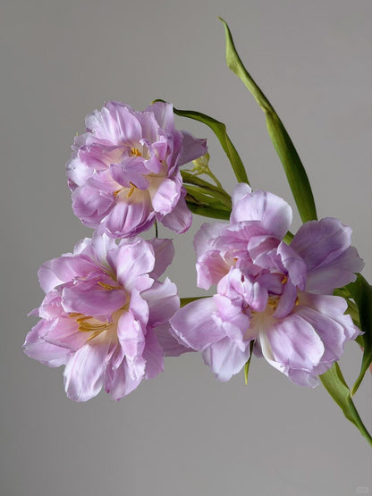 Double Tulips 树莓挞｜10 Stalks [CN]